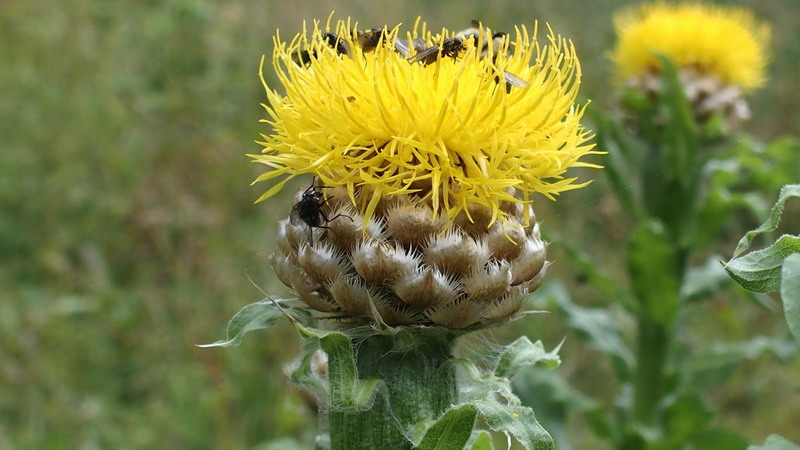 Asteracea - Centaurea macrocephala